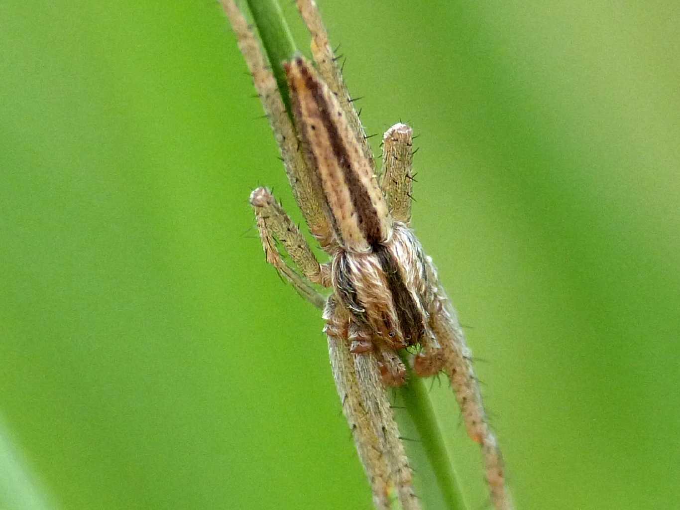 Maschio di Tibellus sp. - Tolfa (RM)